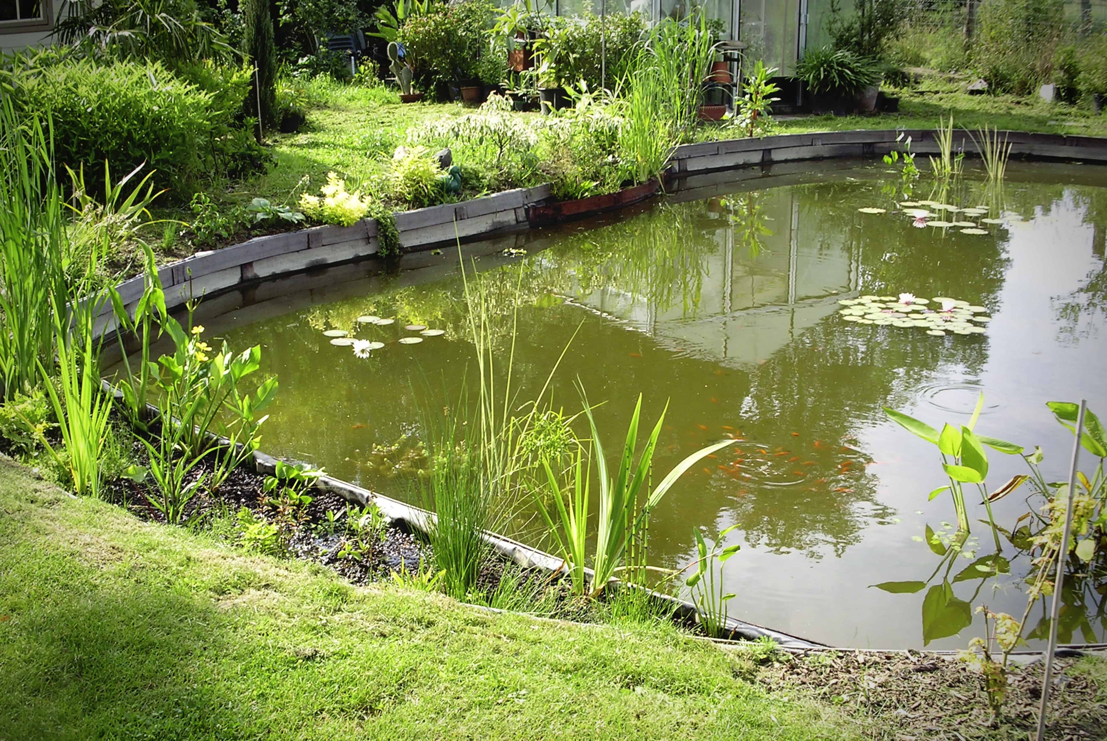 Kain bassin étang plantes naturel bois planches pompes filtres