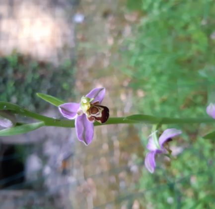 Orchidée sauvage